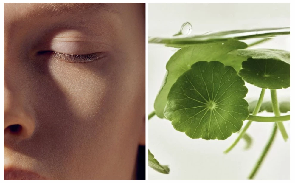 Центелла азиатская в косметике: свойства, эффект и как правильно использовать