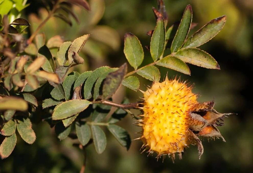 Секрет восточного долголетия: 5 компонентов для активной молодости от U‑QING