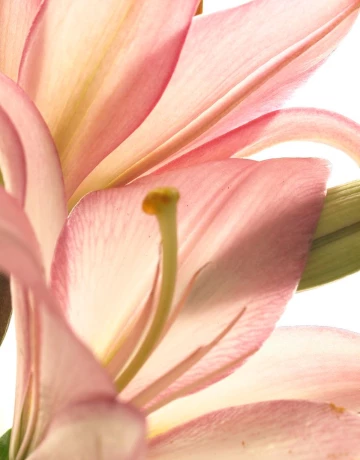 Ароматы - изображение 1